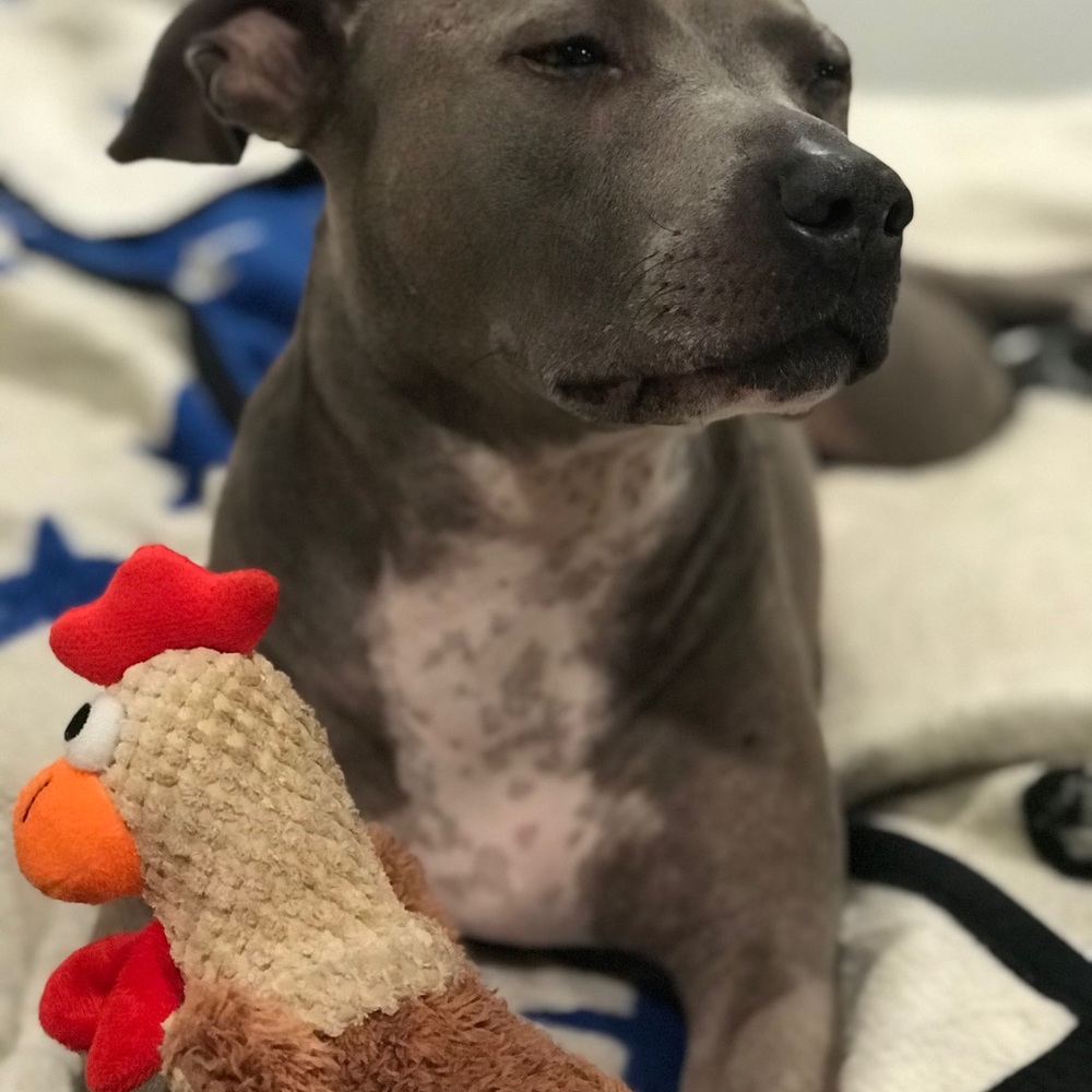 Meet your Posher, Amelia